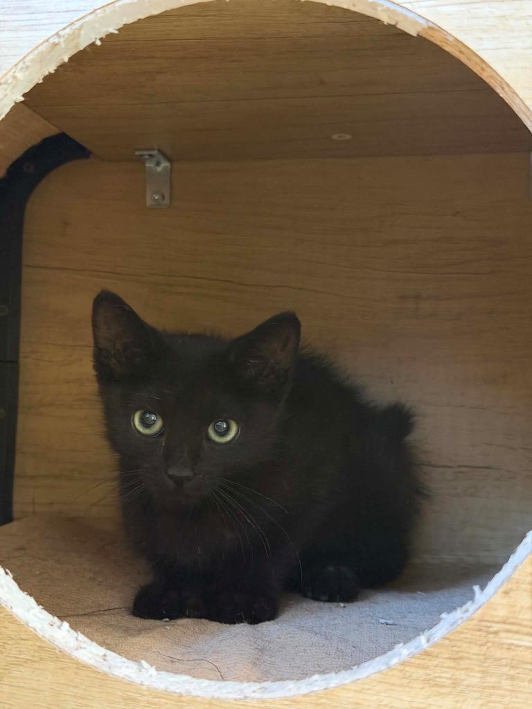 Enlarge Nyx, a Adoptable mixed breed in La Verkin, UT image 1/1