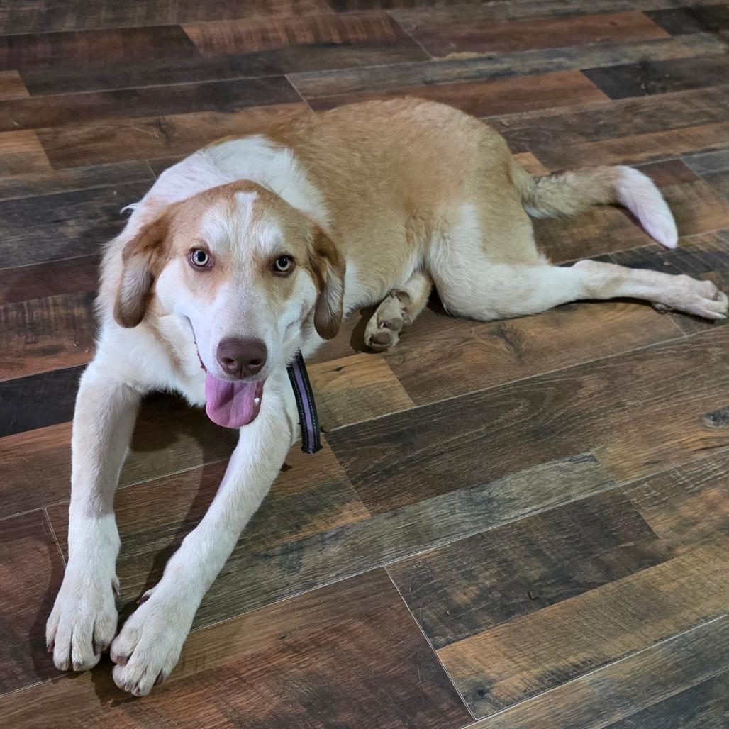 Enlarge Ajax Billy, a Adoptable mixed breed in Goltry, OK image 1/1