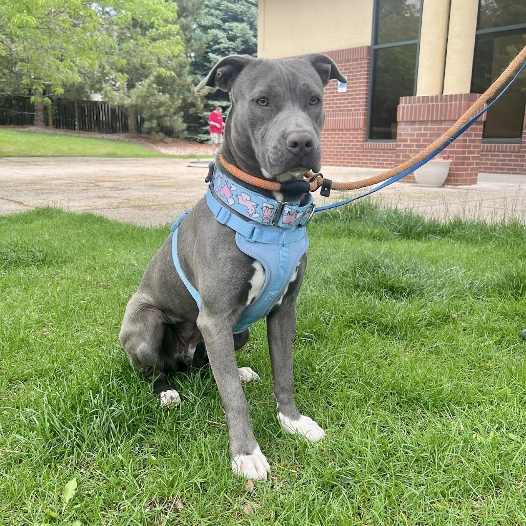 Enlarge Sola, a Adoptable mixed breed in Fort Collins, CO image 1/4