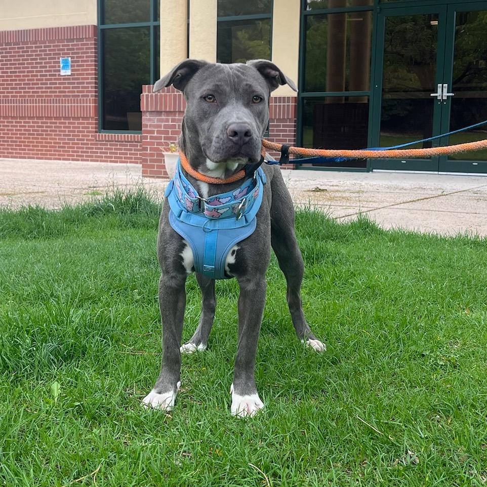 Enlarge Sola, a Adoptable mixed breed in Fort Collins, CO image 2/4