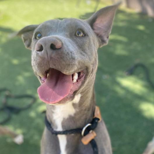 Enlarge Sola, a Adoptable mixed breed in Fort Collins, CO image 3/4