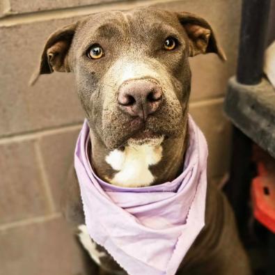 Enlarge Sola, a Adoptable mixed breed in Fort Collins, CO image 4/4