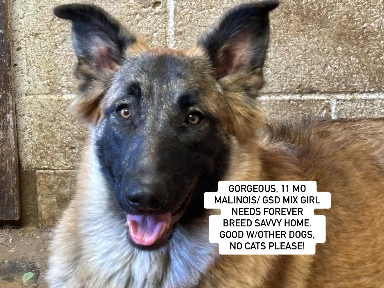 Enlarge ZOEY, a Adoptable mixed breed in Rockdale, TX image 1/4