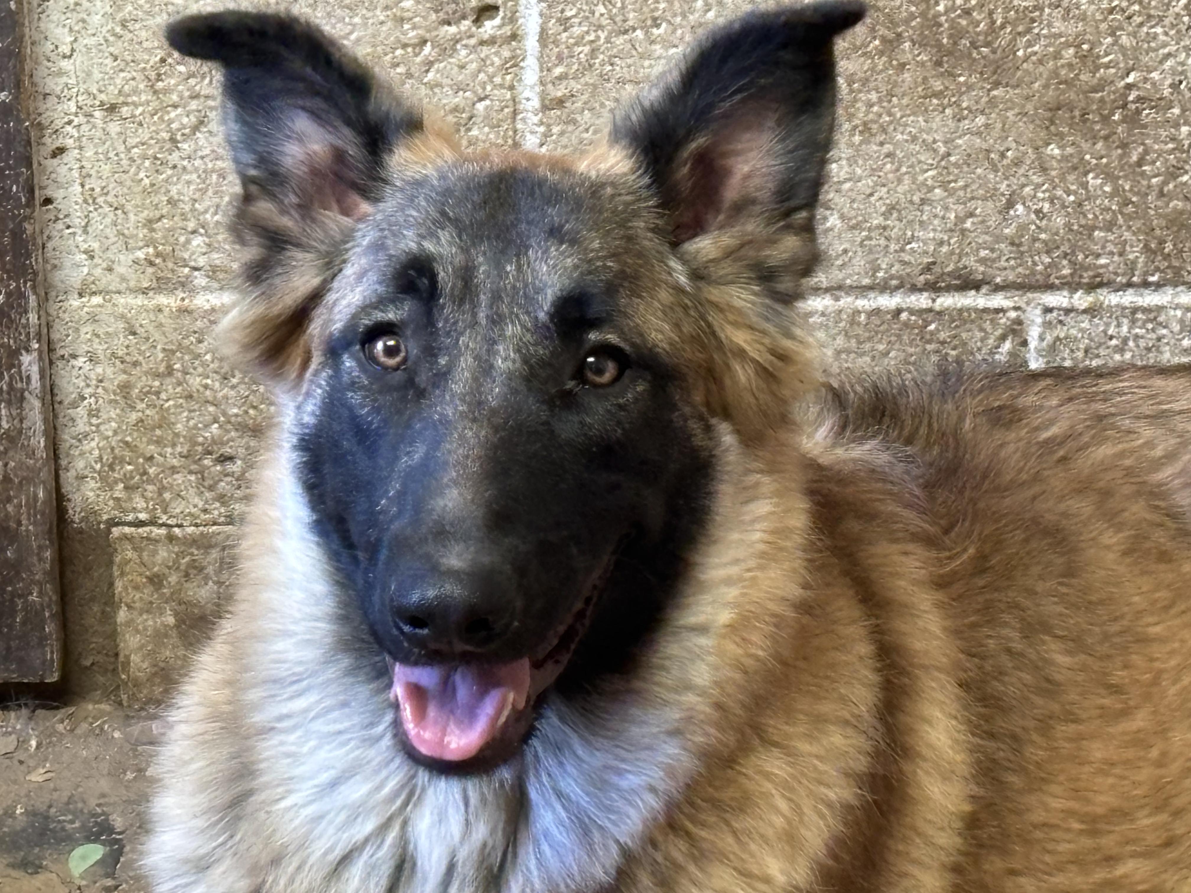 Enlarge ZOEY, a Adoptable mixed breed in Rockdale, TX image 2/4