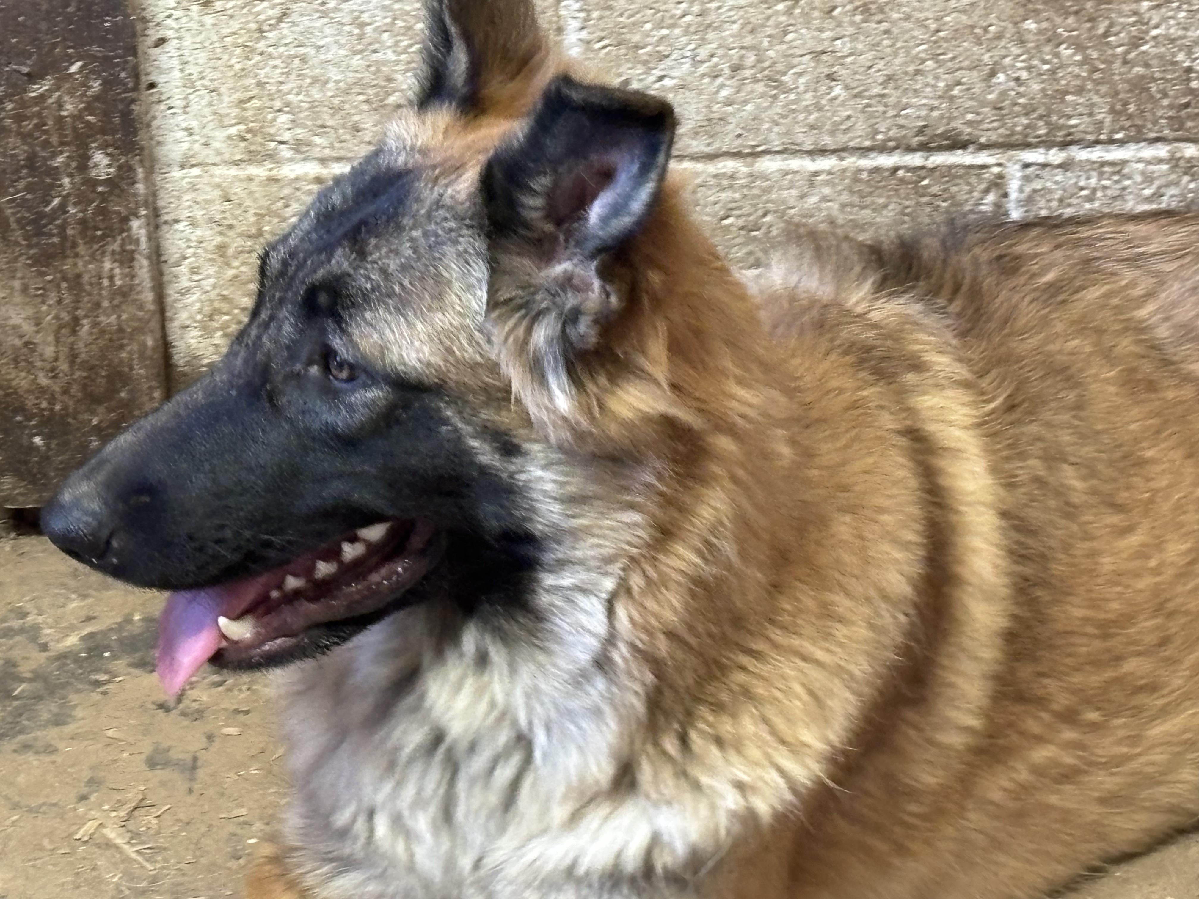 Enlarge ZOEY, a Adoptable mixed breed in Rockdale, TX image 3/4