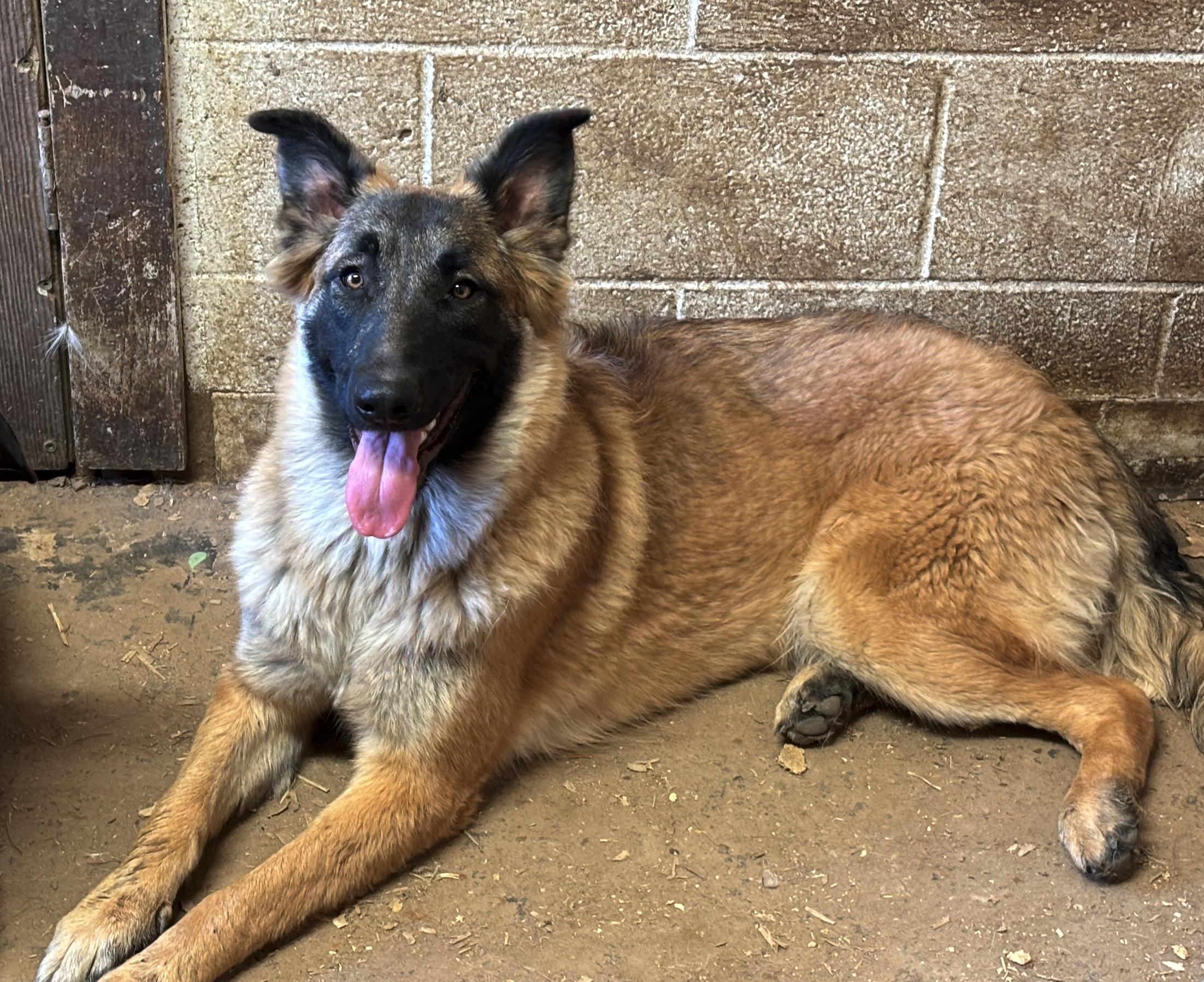 Enlarge ZOEY, a Adoptable mixed breed in Rockdale, TX image 4/4