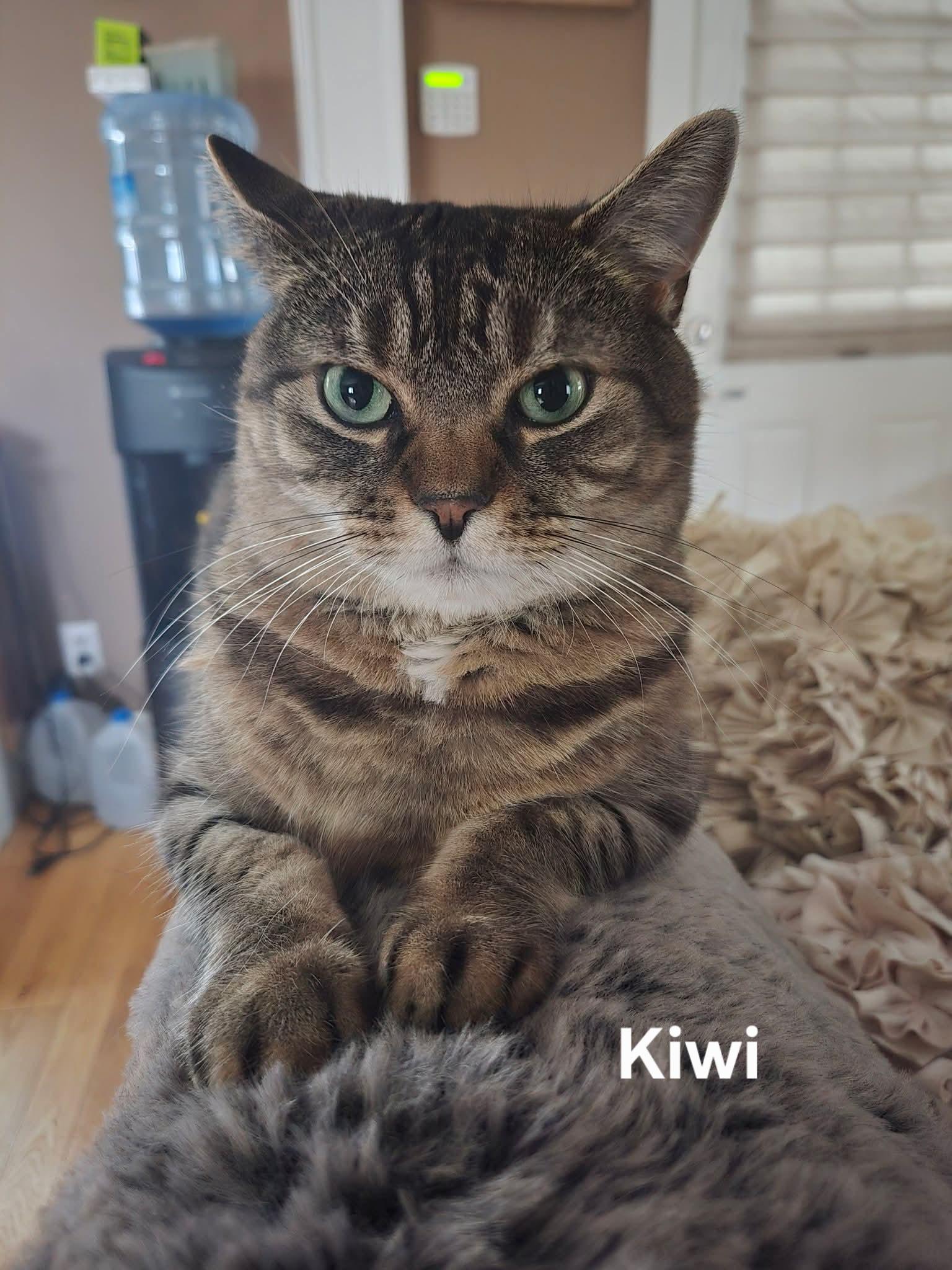 Kiwi, ADOPTABLE, Adult Female Domestic Short Hair.