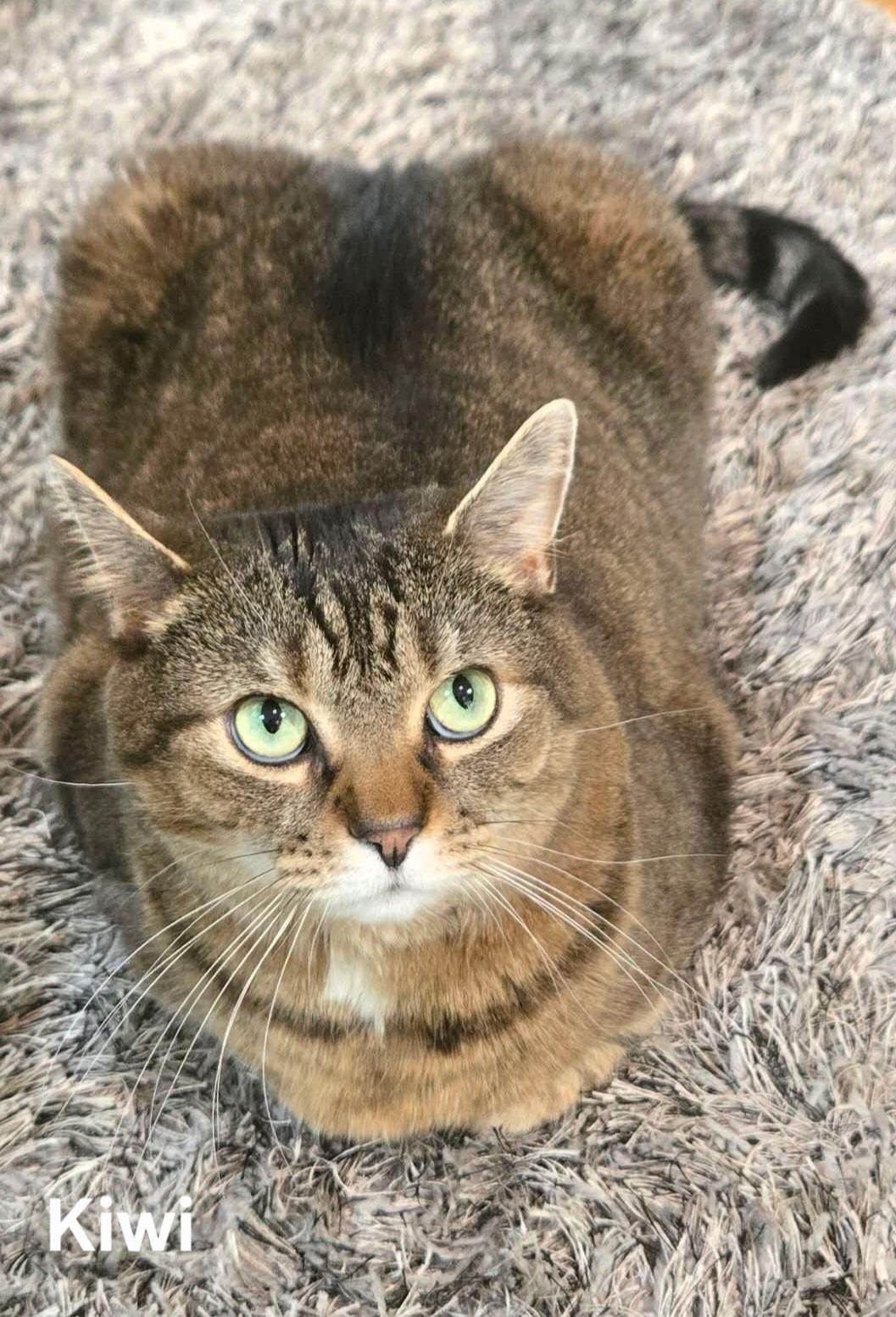 Kiwi, a ADOPTABLE Domestic Short Hair in Chicopee, MA image 1/3