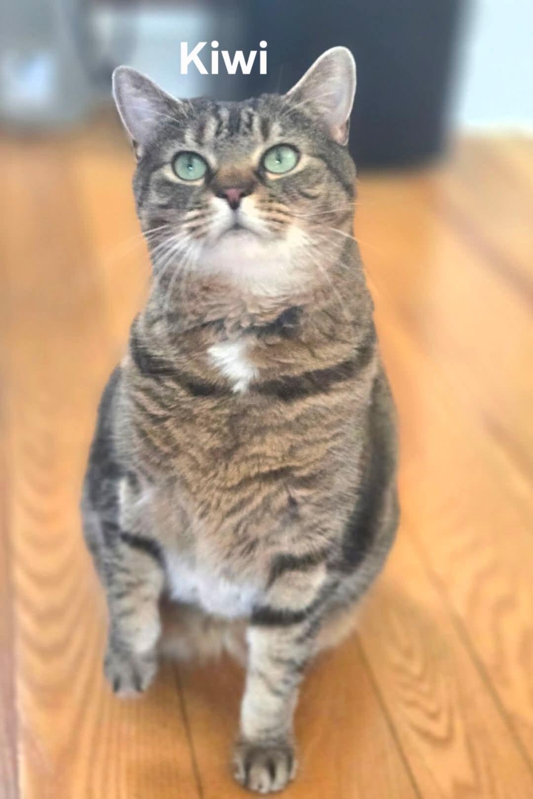 Kiwi, a ADOPTABLE Domestic Short Hair in Chicopee, MA image 2/3