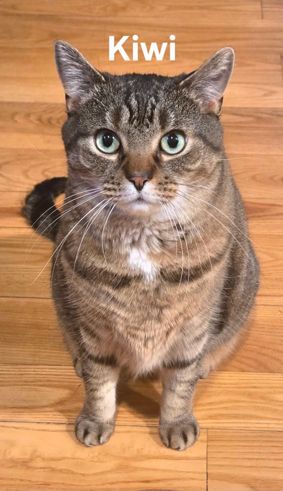 Enlarge Kiwi, a ADOPTABLE Domestic Short Hair in Chicopee, MA image 1/1