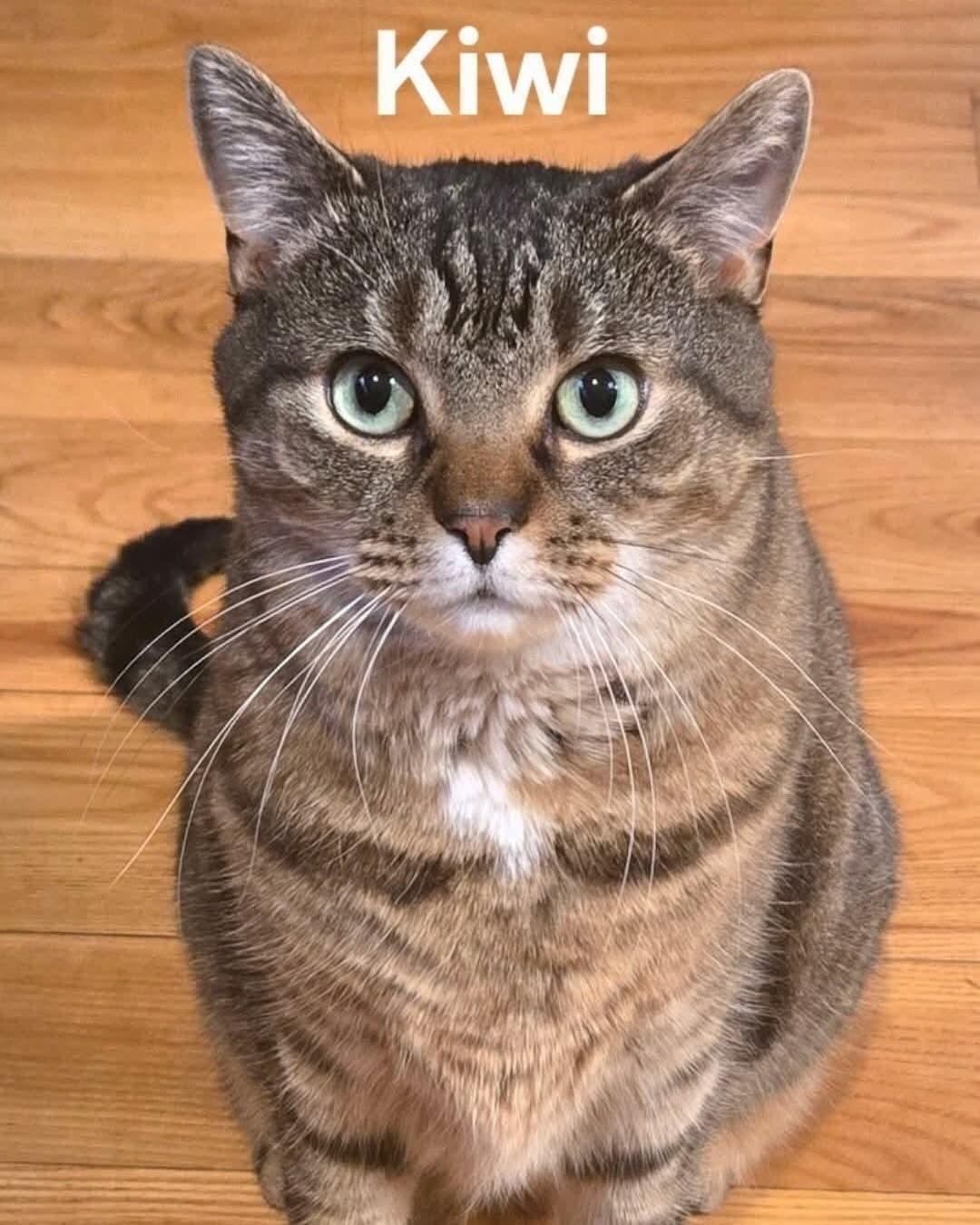 Enlarge Kiwi, a ADOPTABLE Domestic Short Hair in Chicopee, MA image 2/3