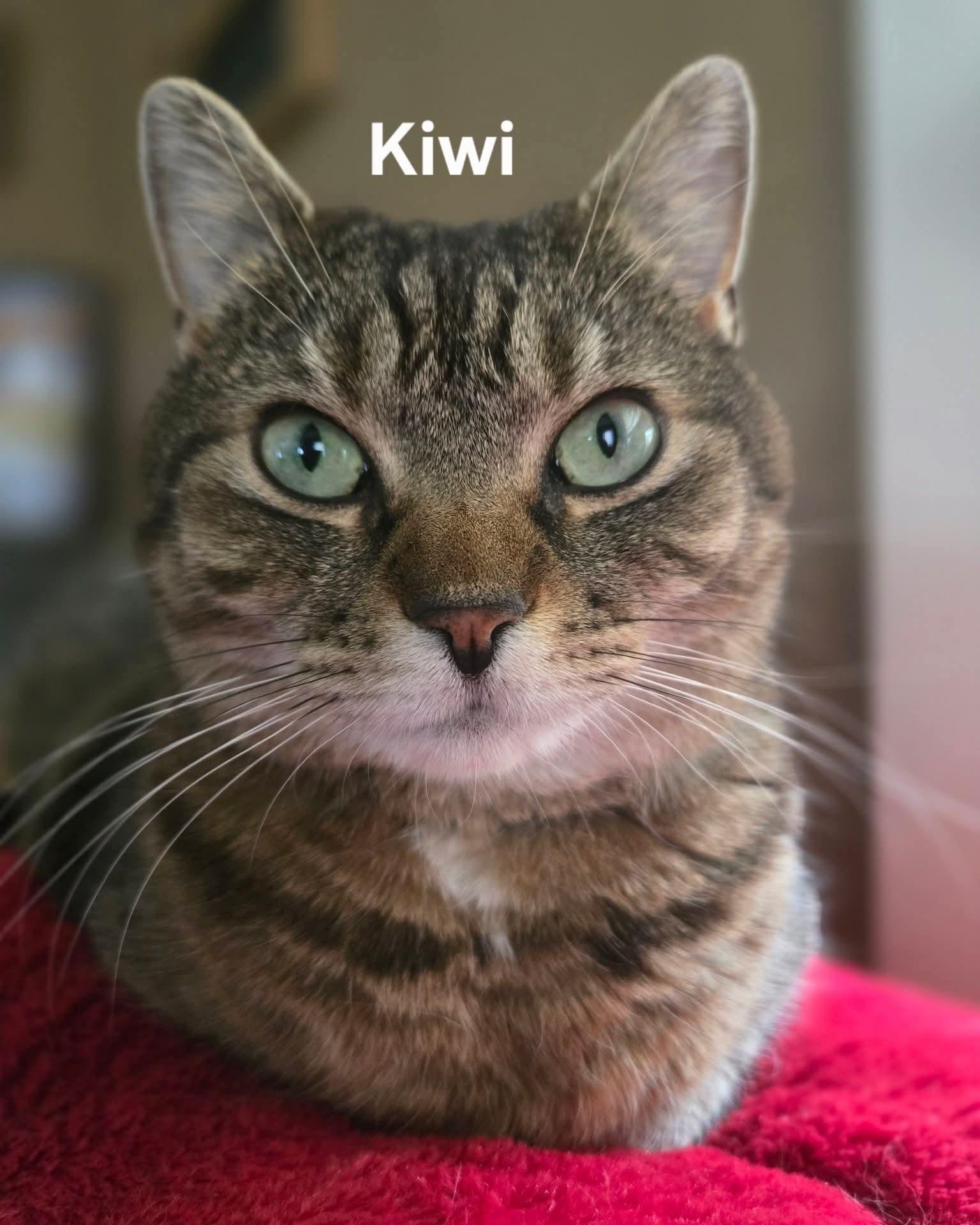 Enlarge Kiwi, a ADOPTABLE Domestic Short Hair in Chicopee, MA image 1/3