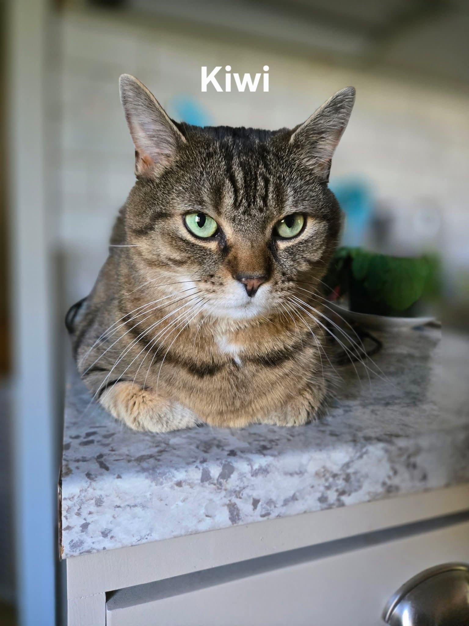Enlarge Kiwi, a ADOPTABLE Domestic Short Hair in Chicopee, MA image 3/3