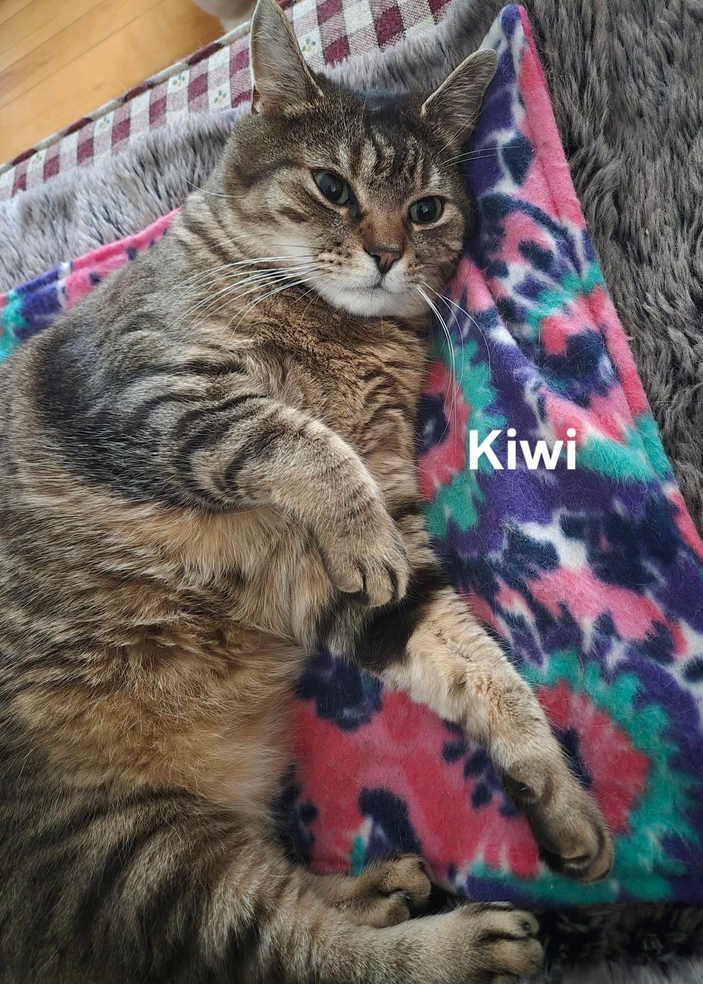 Kiwi, a ADOPTABLE Domestic Short Hair in Chicopee, MA image 3/3