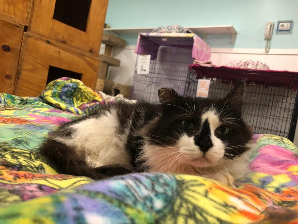 Bogart, Adoptable, Adult Male Domestic Short Hair.