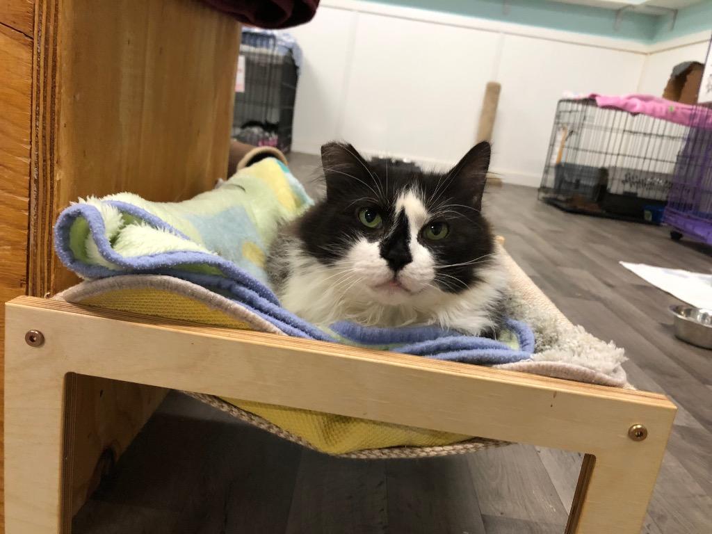 Bogart, Adoptable, Adult Male Domestic Short Hair.