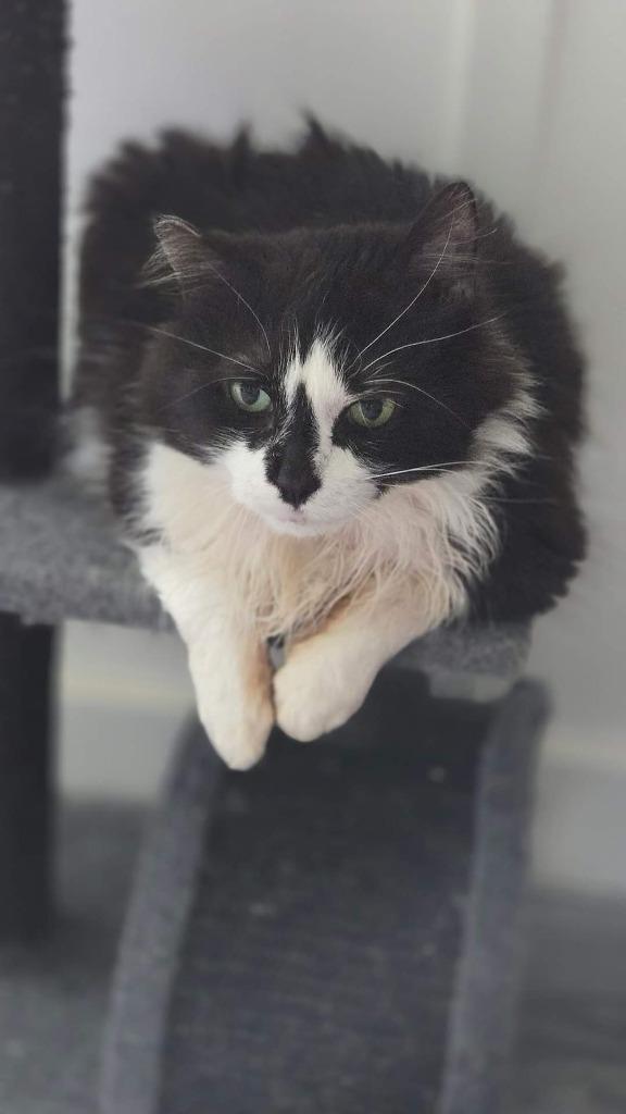 Bogart, Adoptable, Adult Male Domestic Short Hair.