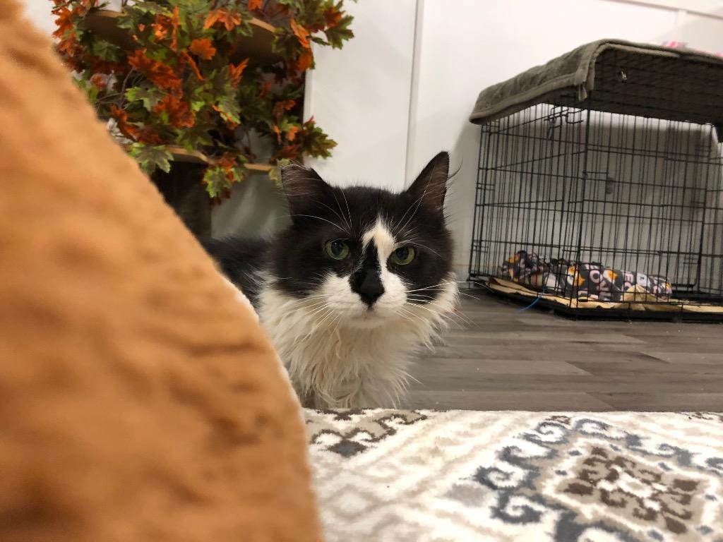 Bogart, a Adoptable mixed breed in Meriden, CT image 3/4