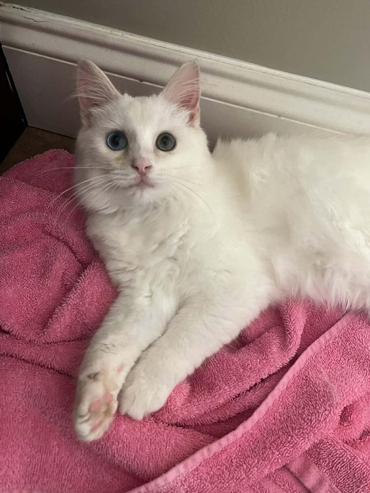 Blanco, Adoptable, Young Male Domestic Long Hair.
