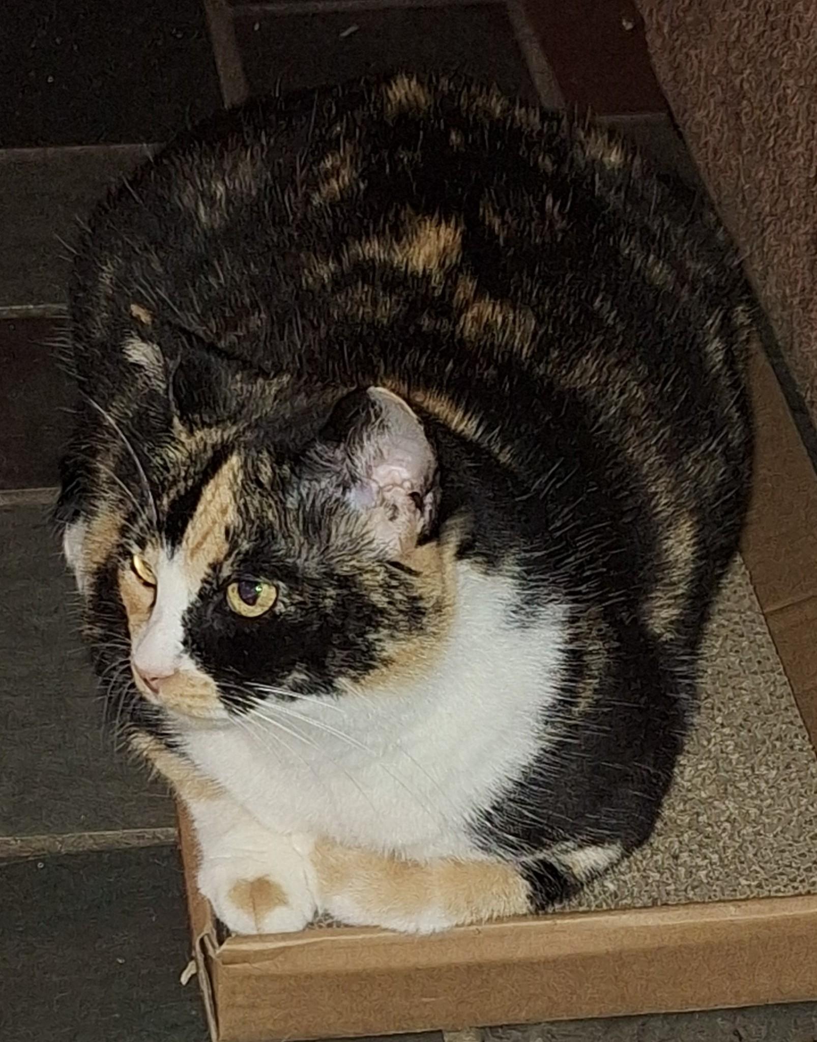 Mistic, Adoptable, Adult Female Calico.