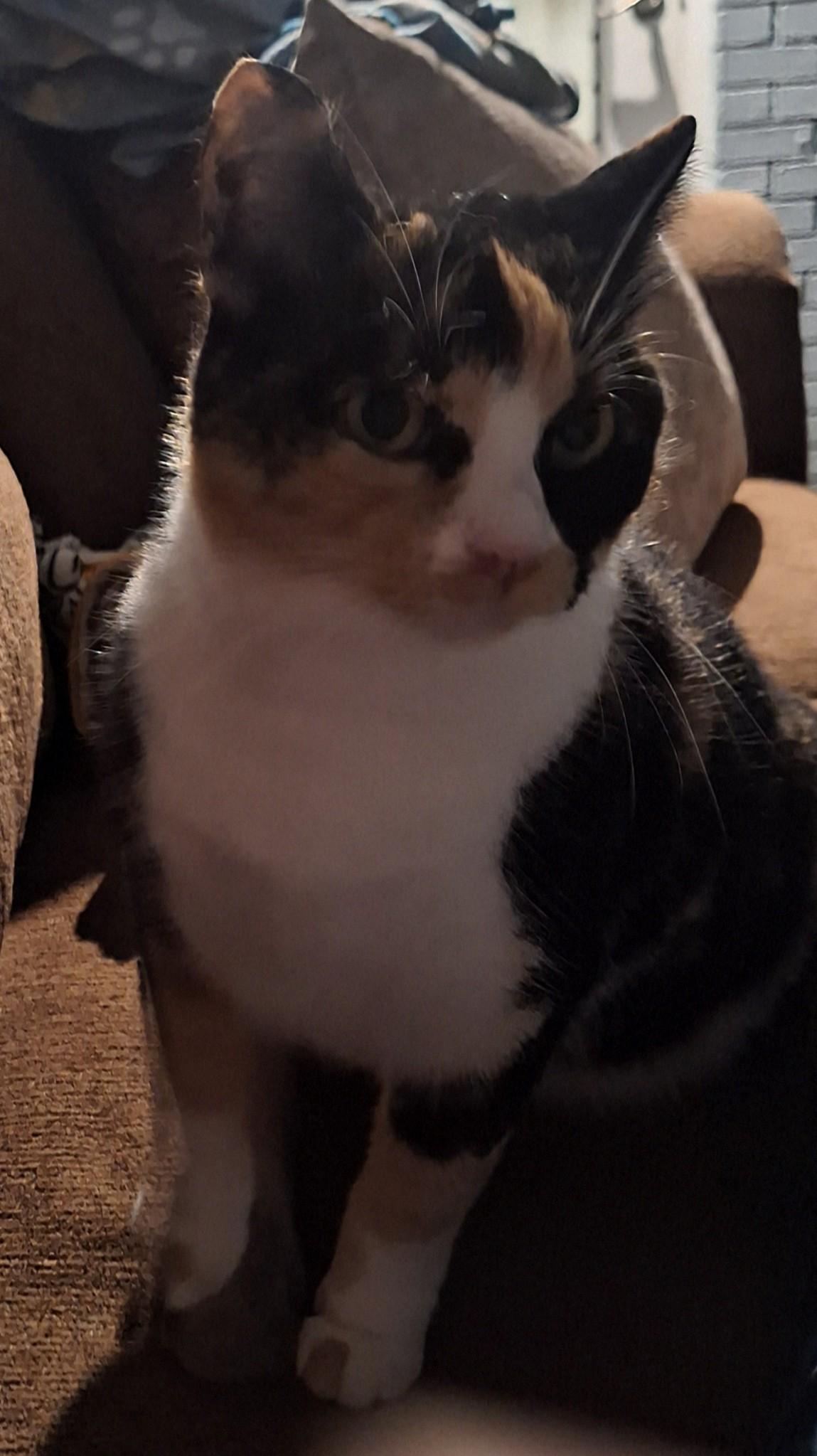 Mistic, a Adoptable Calico in Staunton, VA image 2/5