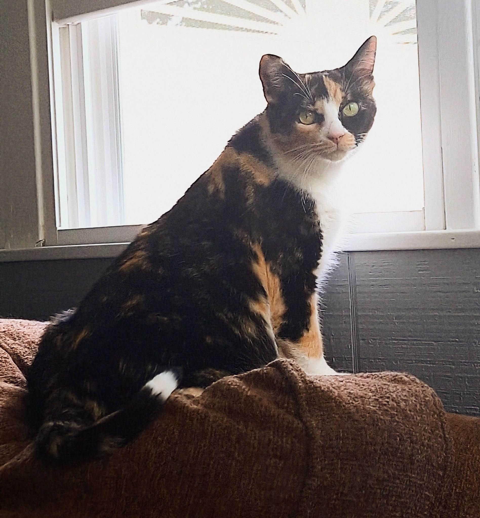 Mistic, a Adoptable Calico in Staunton, VA image 4/5