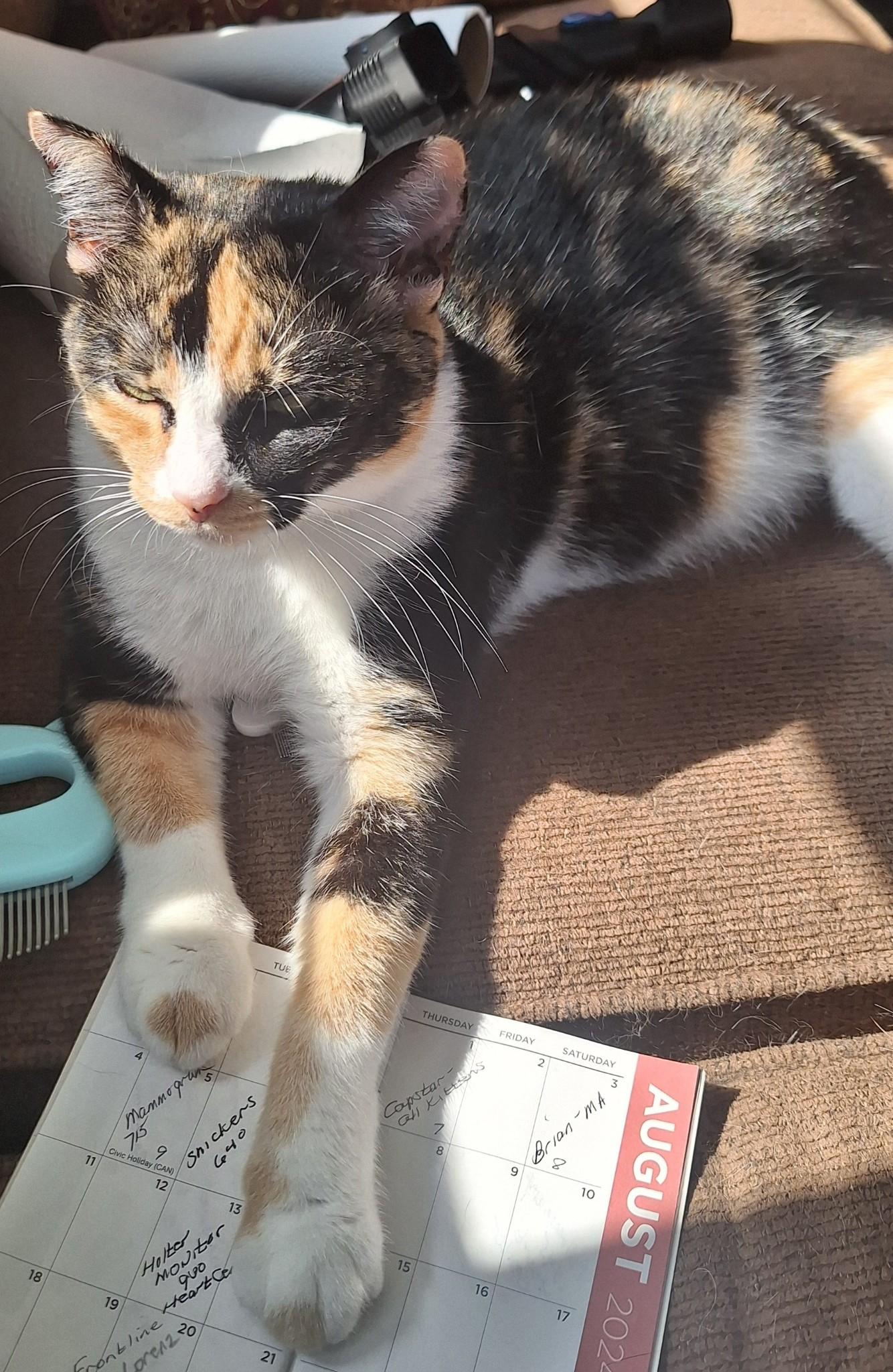 Mistic, a Adoptable Calico in Staunton, VA image 5/5