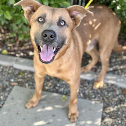 Enlarge Ziggy, a ADOPTABLE mixed breed in Red Bluff, CA image 1/1
