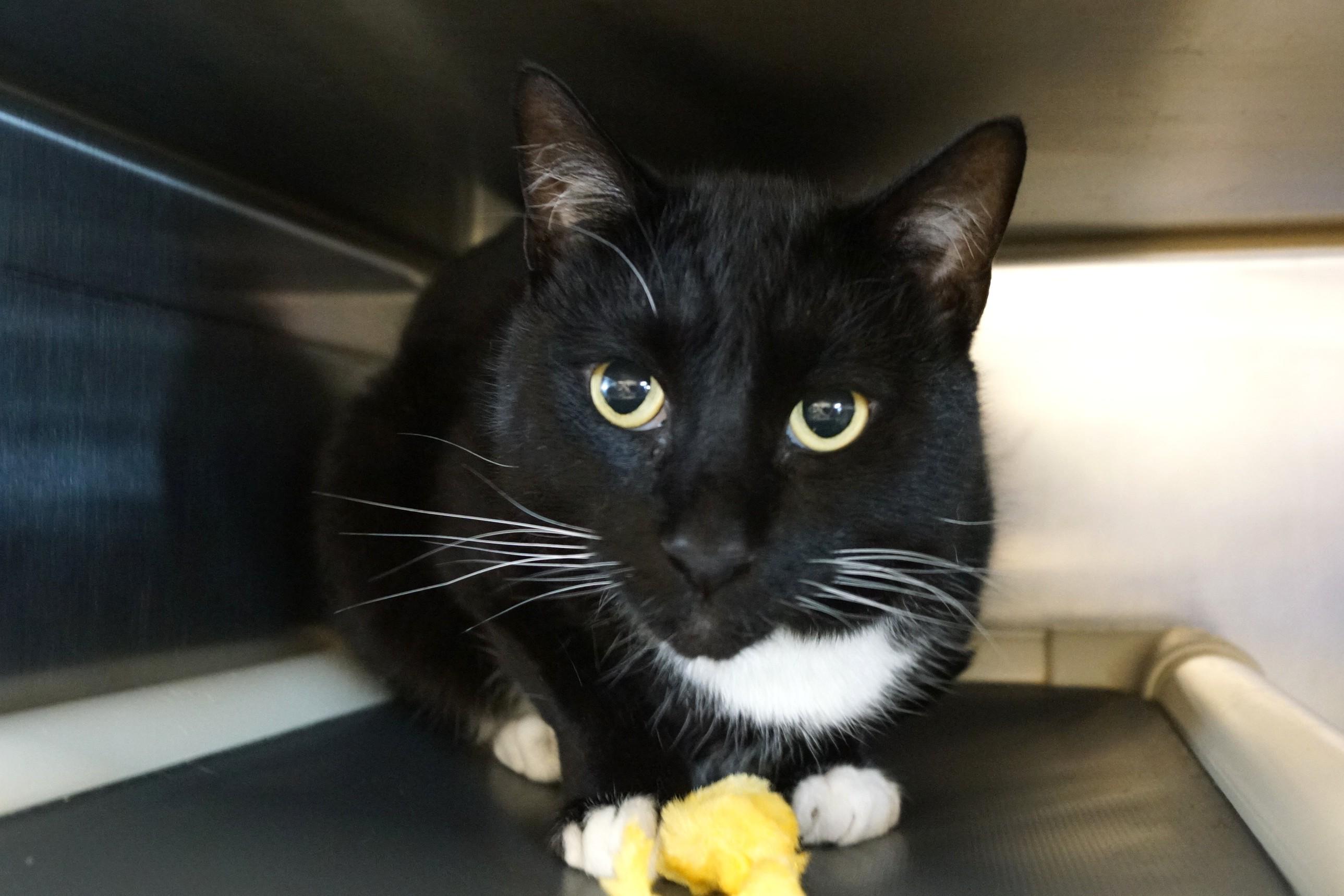 Godzilla, Adopted, Adult Male Tuxedo.