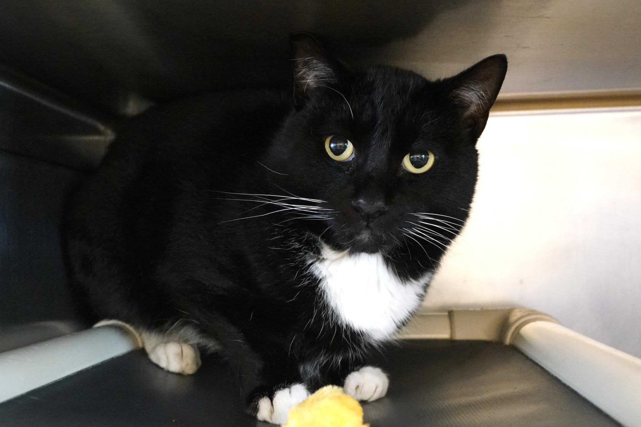 Enlarge Godzilla, a Adopted Tuxedo in New Milford, CT image 5/6
