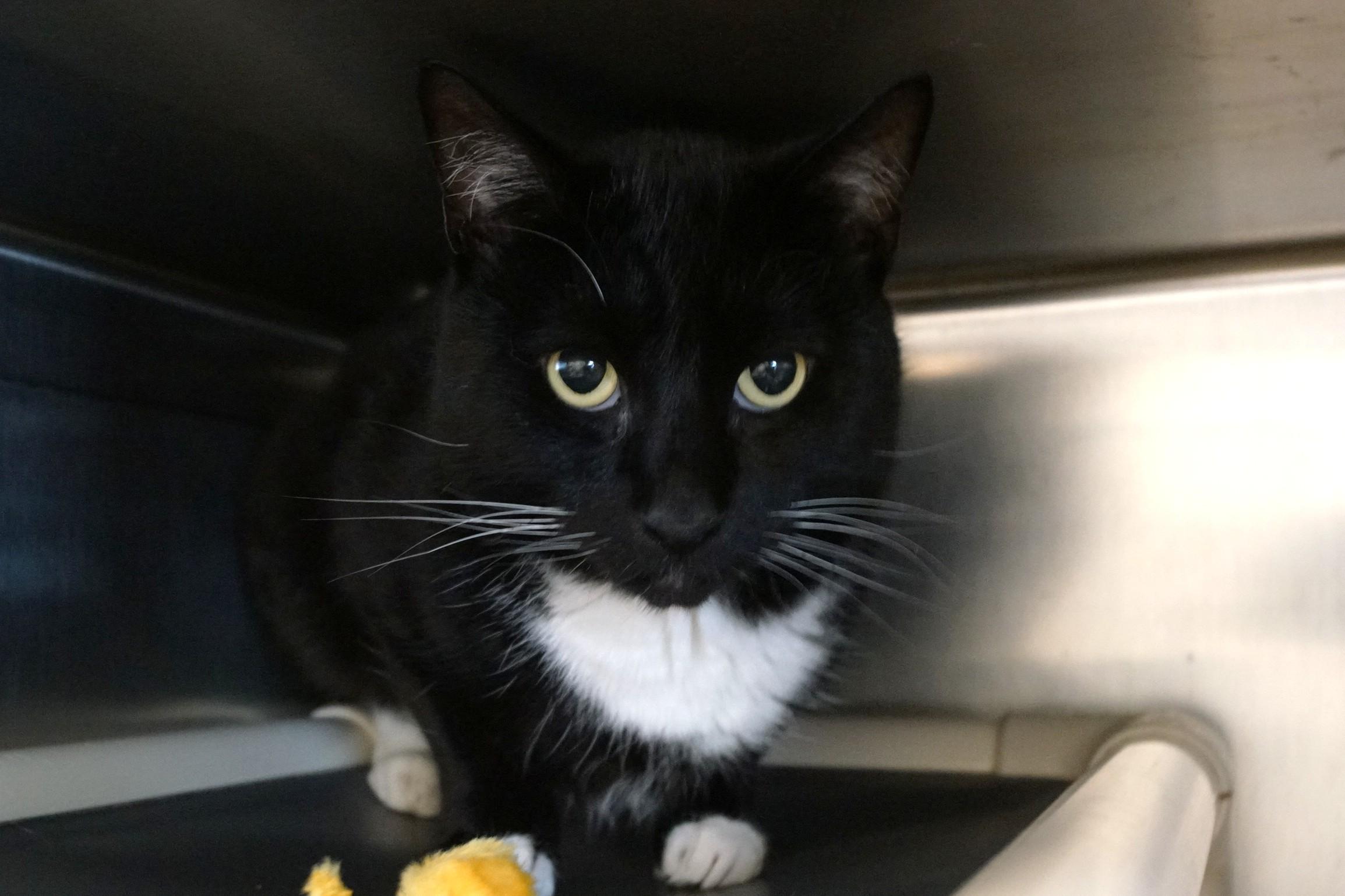 Enlarge Godzilla, a Adopted Tuxedo in New Milford, CT image 3/6