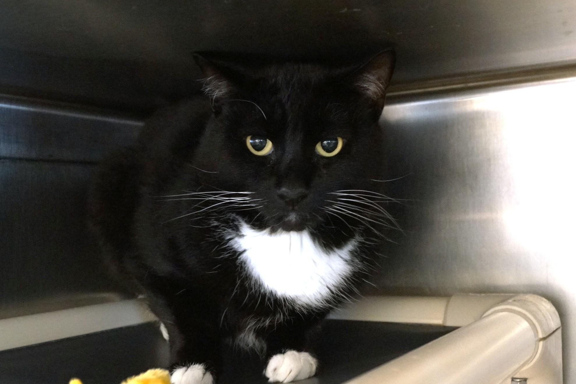 Enlarge Godzilla, a Adopted Tuxedo in New Milford, CT image 6/6