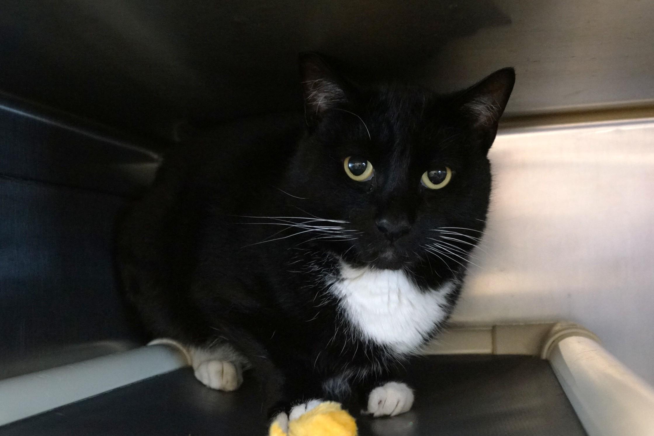 Enlarge Godzilla, a Adopted Tuxedo in New Milford, CT image 4/6