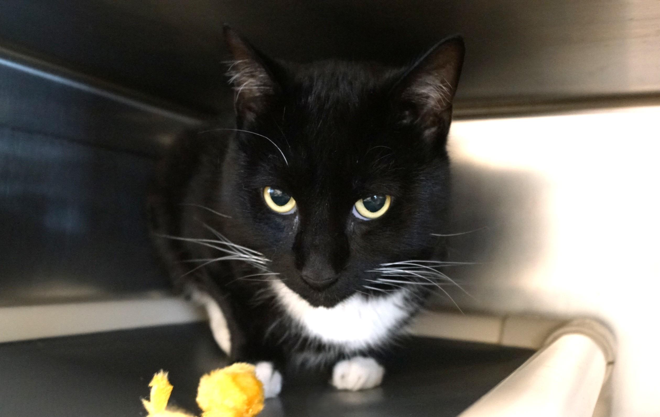 Enlarge Godzilla, a Adopted Tuxedo in New Milford, CT image 2/6