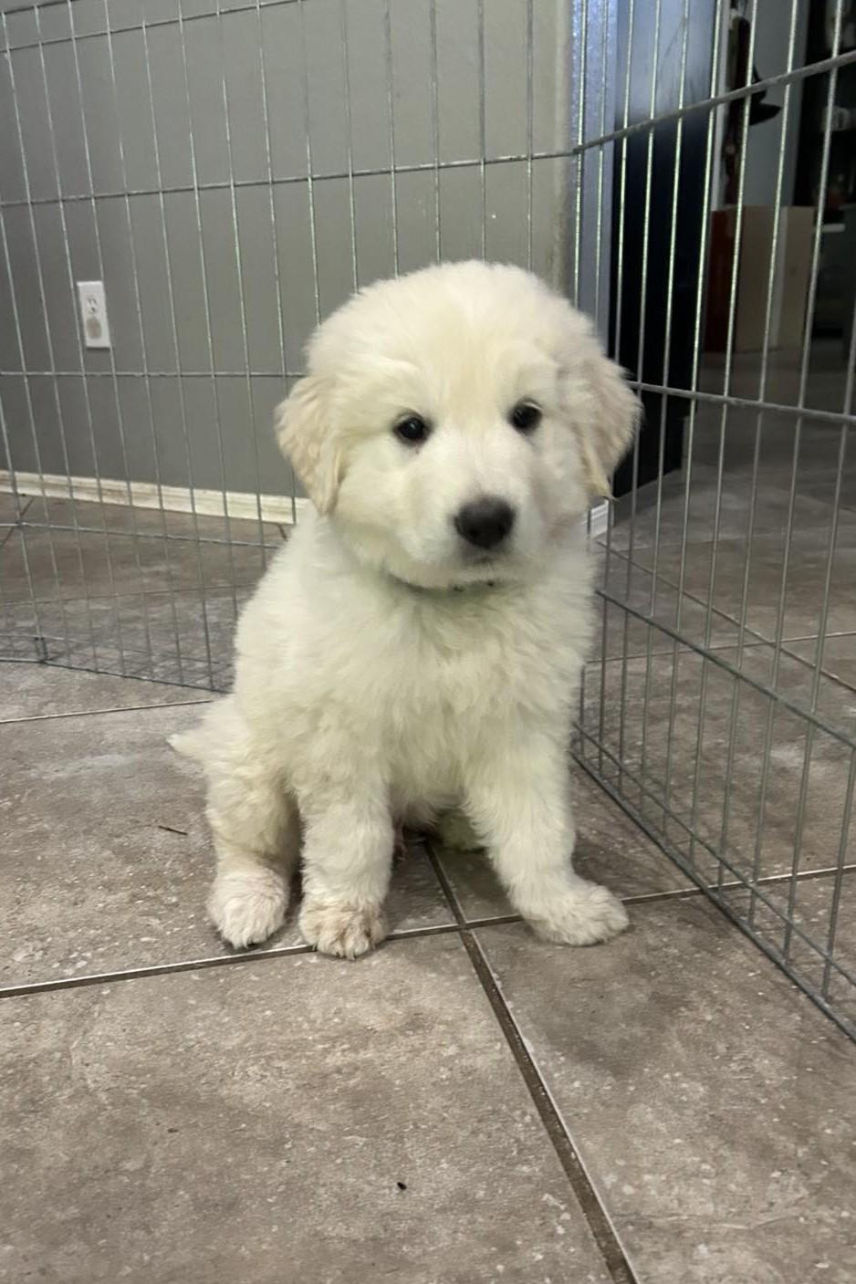 Stratus, a Adoptable Great Pyrenees in Mesa, AZ image 1/2