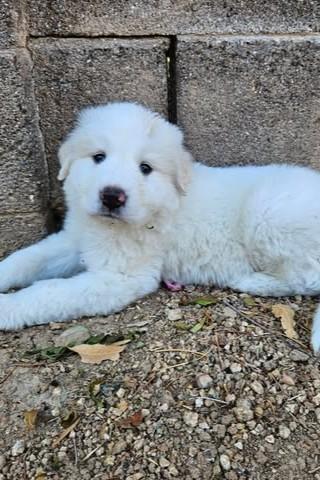 Stratus, a Adoptable Great Pyrenees in Mesa, AZ image 2/2