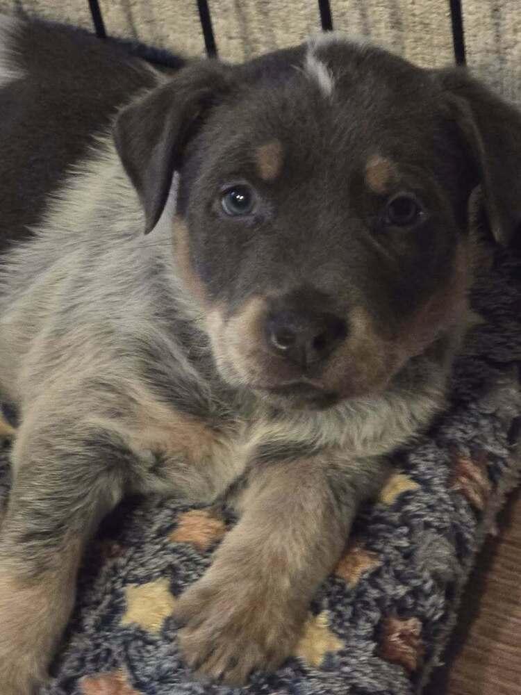 Bryant AKA Onyx, a Adoptable mixed breed in Colorado Springs, CO image 2/6