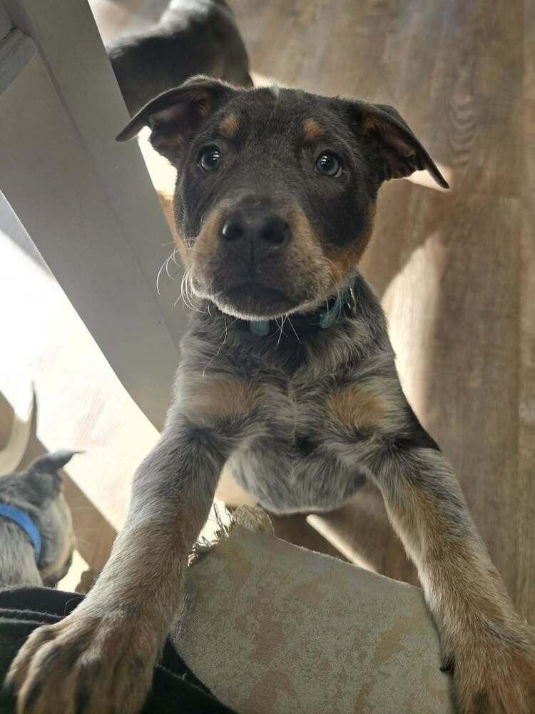 Bryant AKA Onyx, a Adoptable mixed breed in Colorado Springs, CO image 3/6