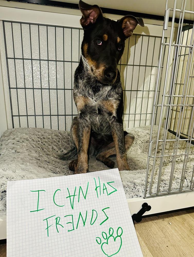 Bryant AKA Onyx, a Adoptable mixed breed in Colorado Springs, CO image 4/6