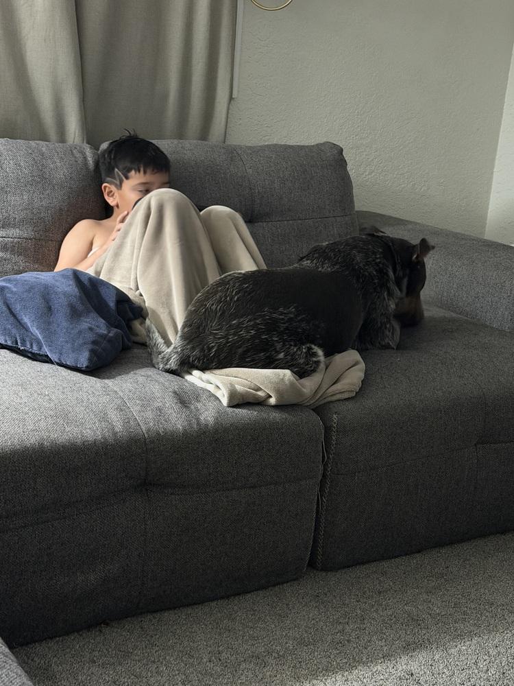 Bryant AKA Onyx, a Adoptable mixed breed in Colorado Springs, CO image 5/6