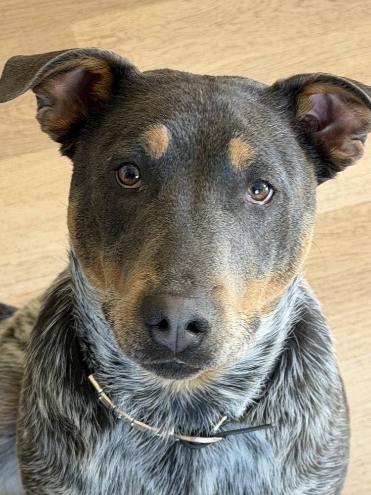 Bryant AKA Onyx, a Adoptable mixed breed in Colorado Springs, CO image 6/6