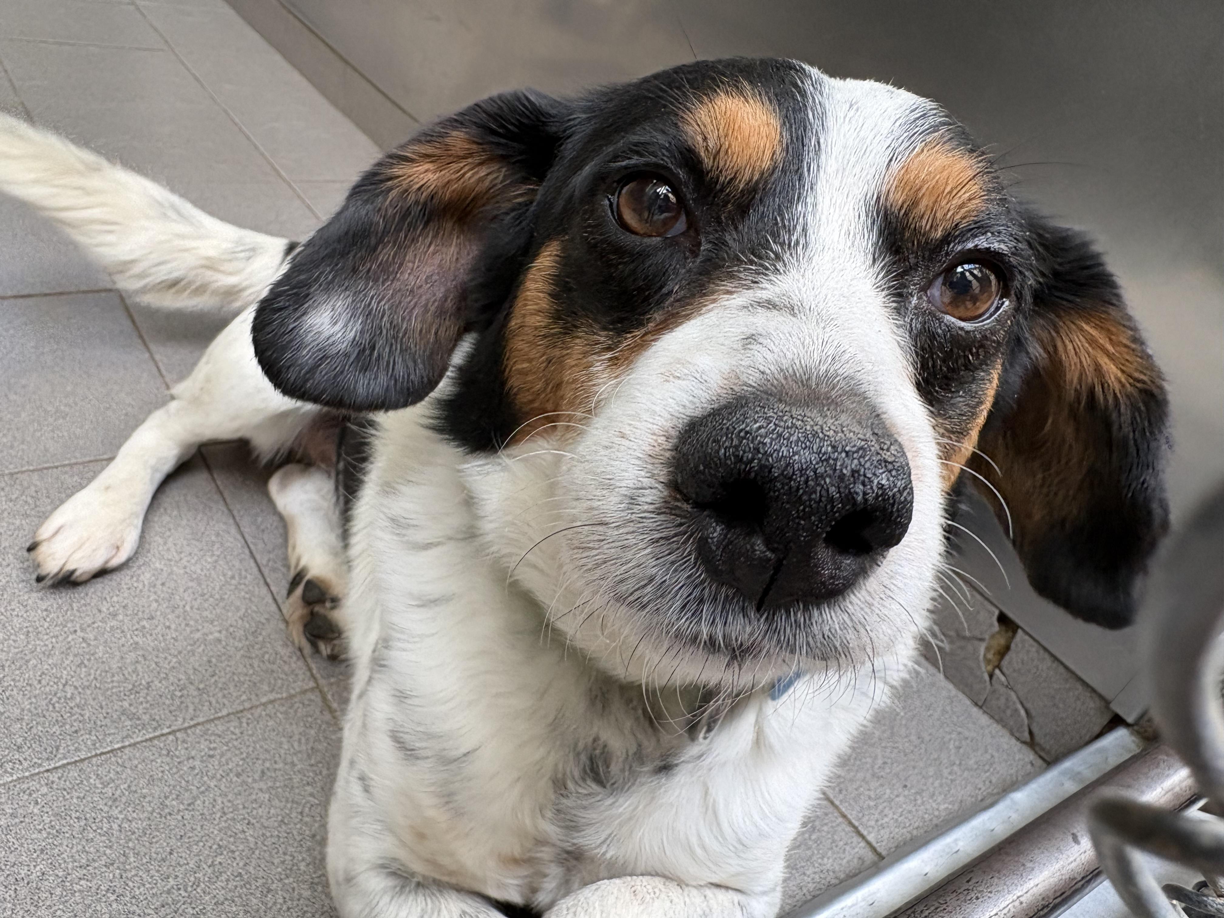Ranger, ADOPTABLE, Young Male Beagle.