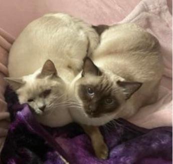 Bonded Pair Females, adopted, Adult Female Siamese.