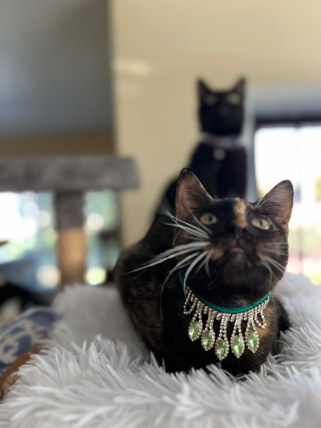 Pocahontas, Adopted, Young Female Domestic Short Hair.