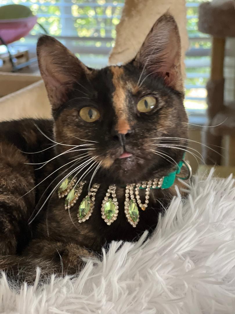 Enlarge Pocahontas, a Adopted Domestic Short Hair in Torrance, CA image 3/3