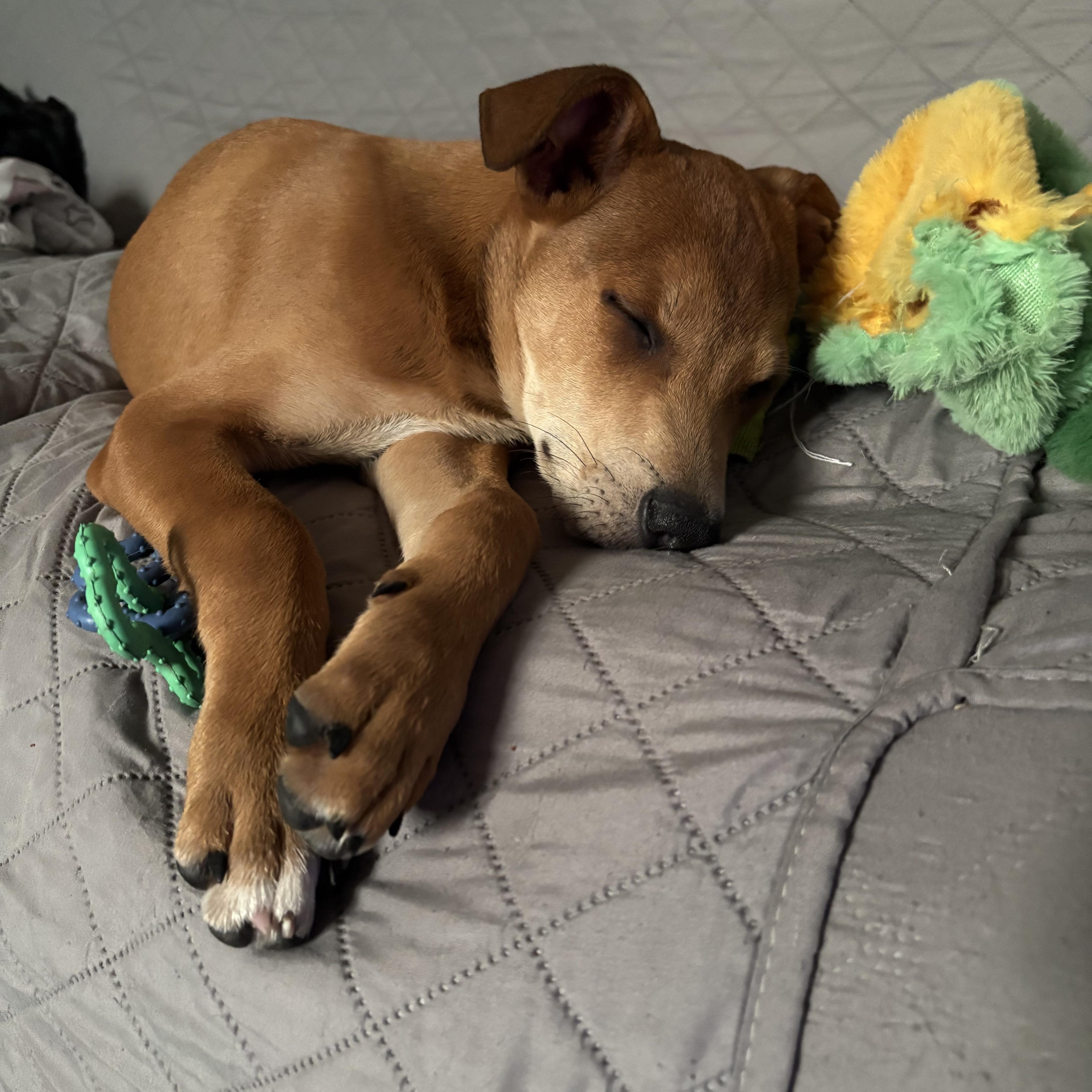 Enlarge Enzo, a ADOPTABLE mixed breed in Virginia Beach, VA image 5/6