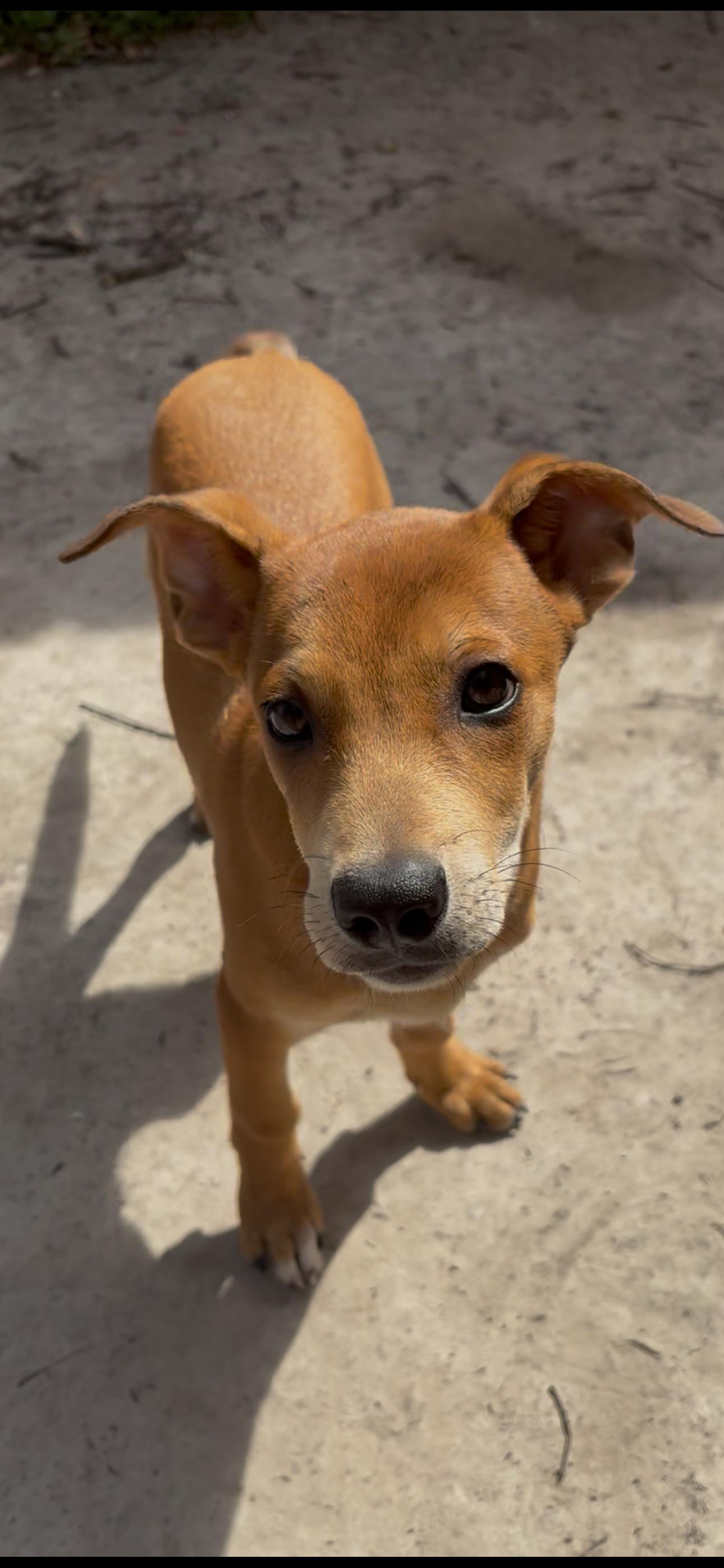 Enlarge Enzo, a ADOPTABLE mixed breed in Virginia Beach, VA image 3/6