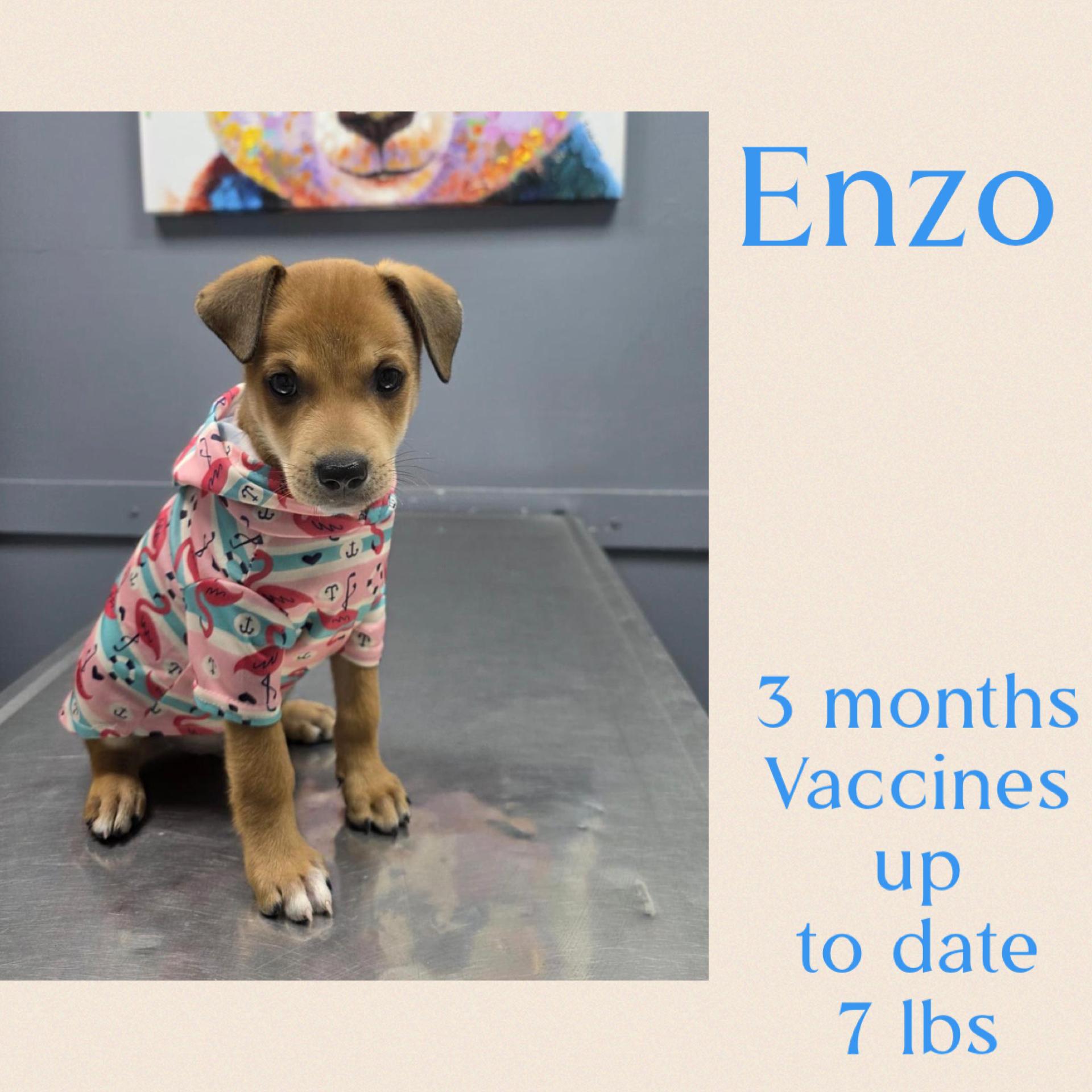 Enlarge Enzo, a ADOPTABLE mixed breed in Virginia Beach, VA image 2/6