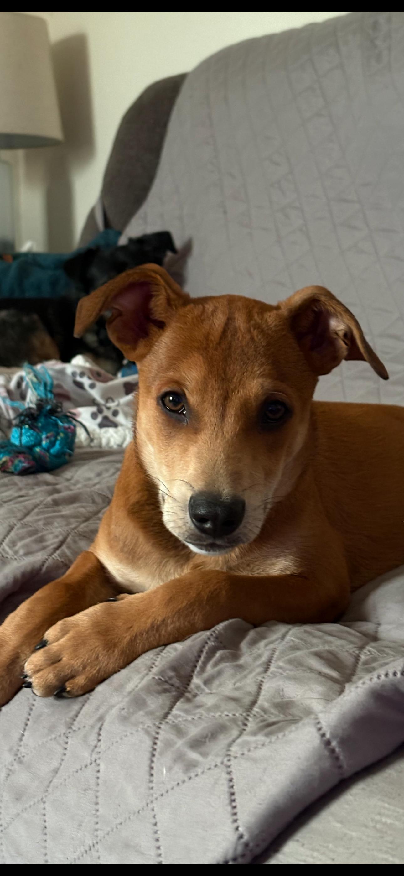 Enlarge Enzo, a ADOPTABLE mixed breed in Virginia Beach, VA image 6/6