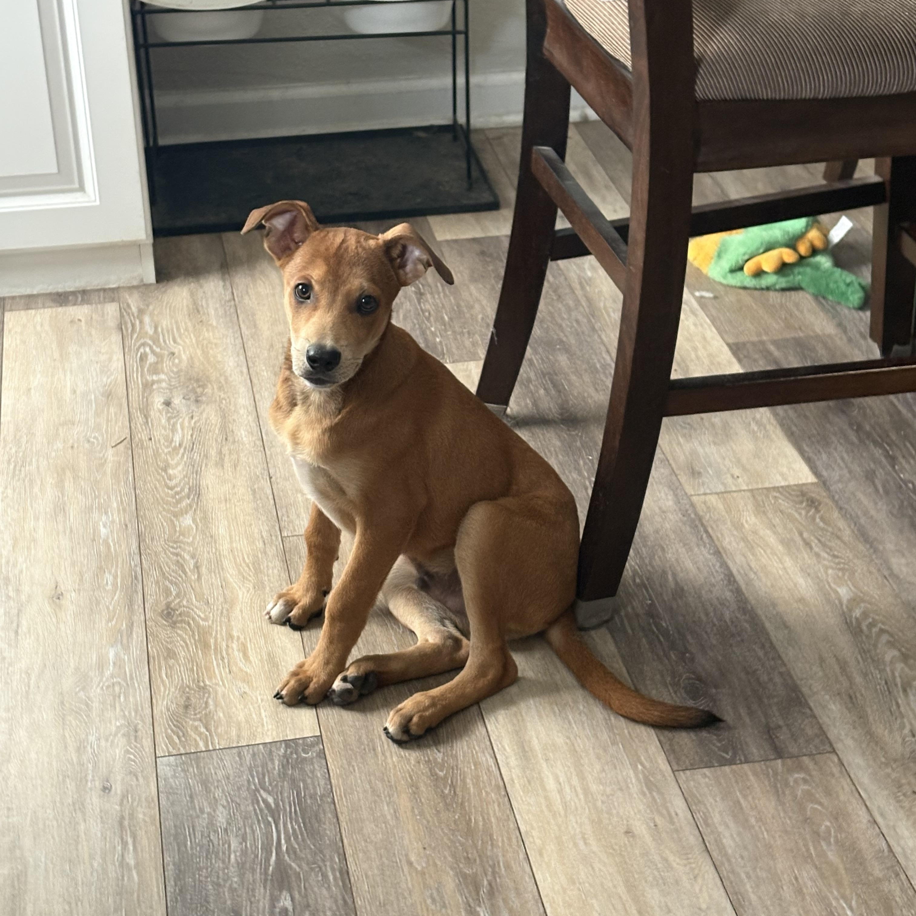 Enlarge Enzo, a ADOPTABLE mixed breed in Virginia Beach, VA image 1/6